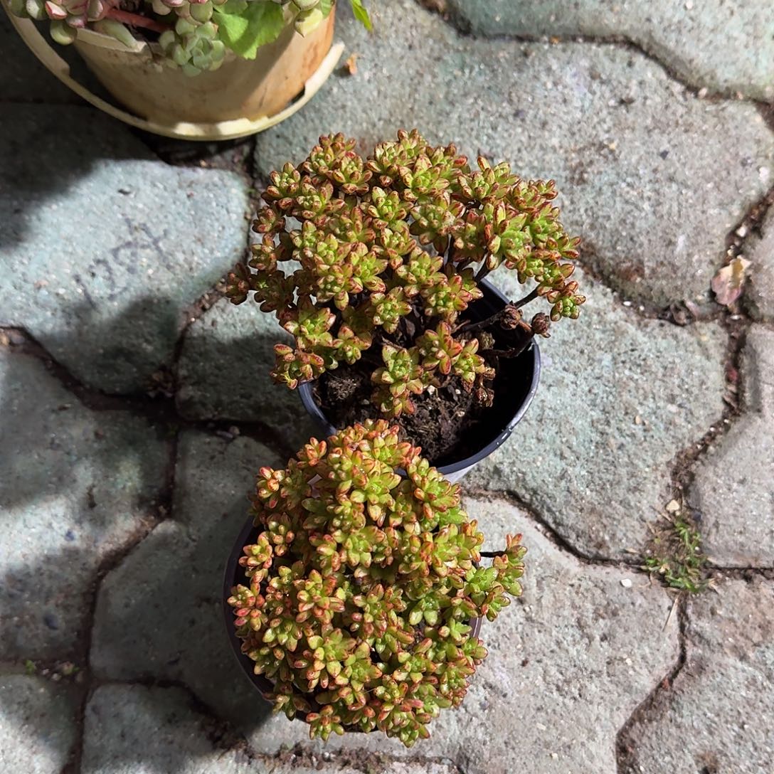 小人姬多肉植物精品