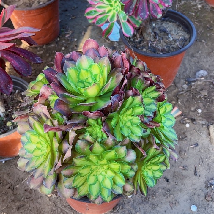 韶华多肉植物法师法师法师