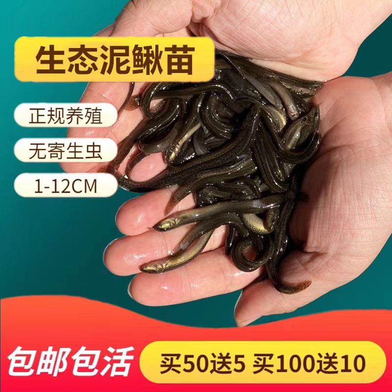 【小批量】泥鳅苗鲜活喂养宠物钓鱼龙鱼活饵乌龟饲料泥鳅淡水养殖