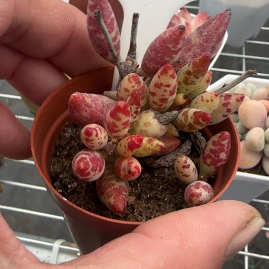 133 一物一拍多肉