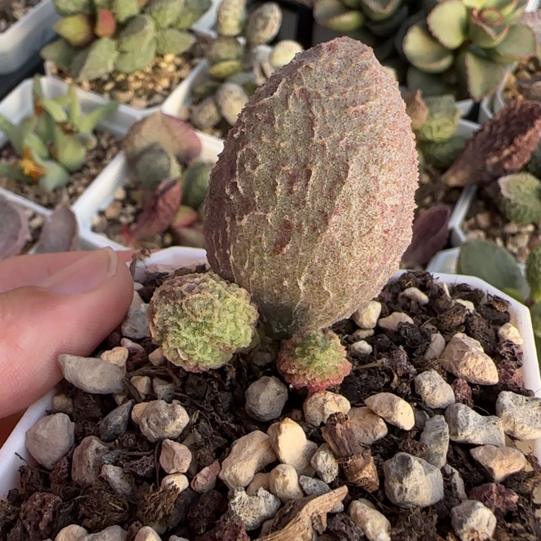 极光水泡多肉植物