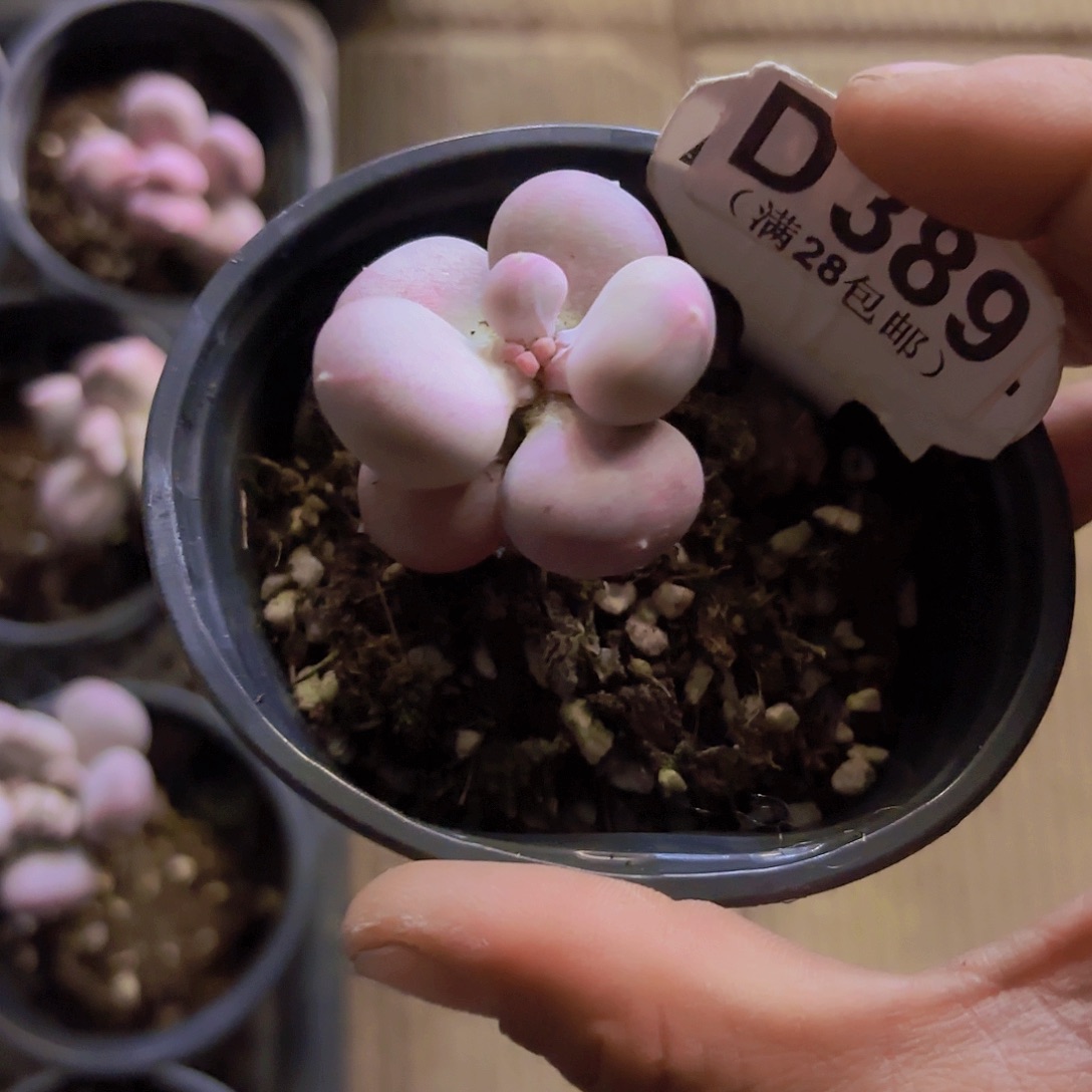 D389小屁桃一物一拍