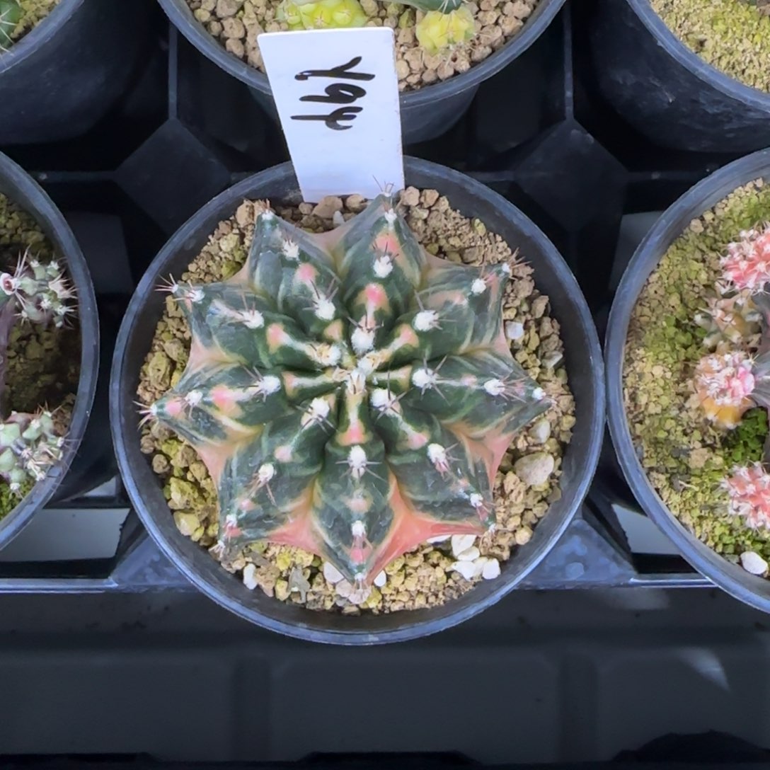 94-0214杜鹃脱土发多肉