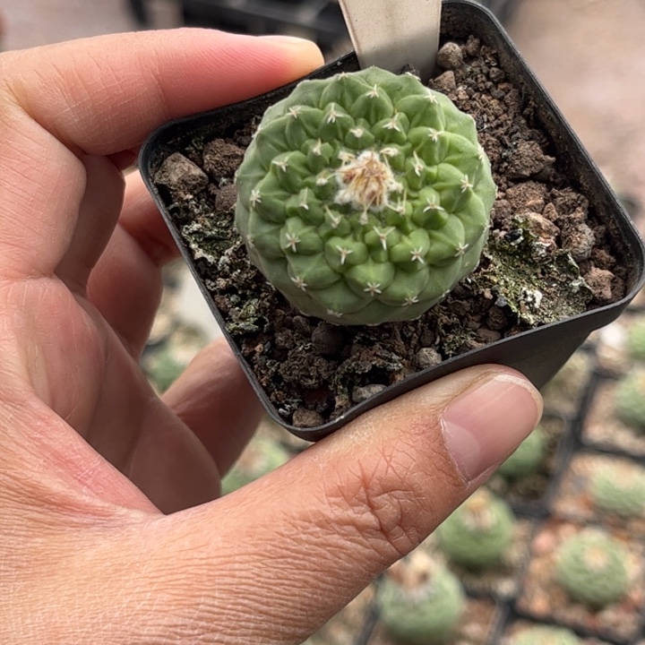 9966实生菊水好养皮实