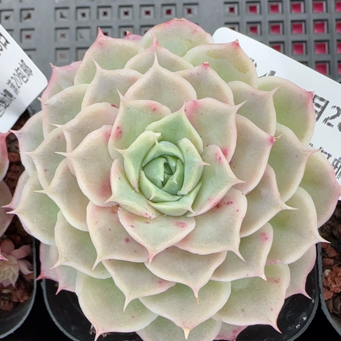 花语逸镜0128-134