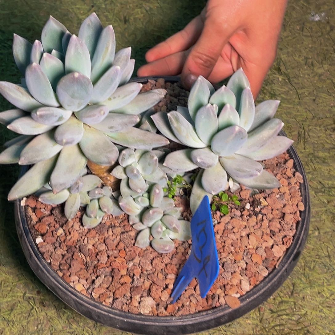 1534号晚上多肉植物群生多肉