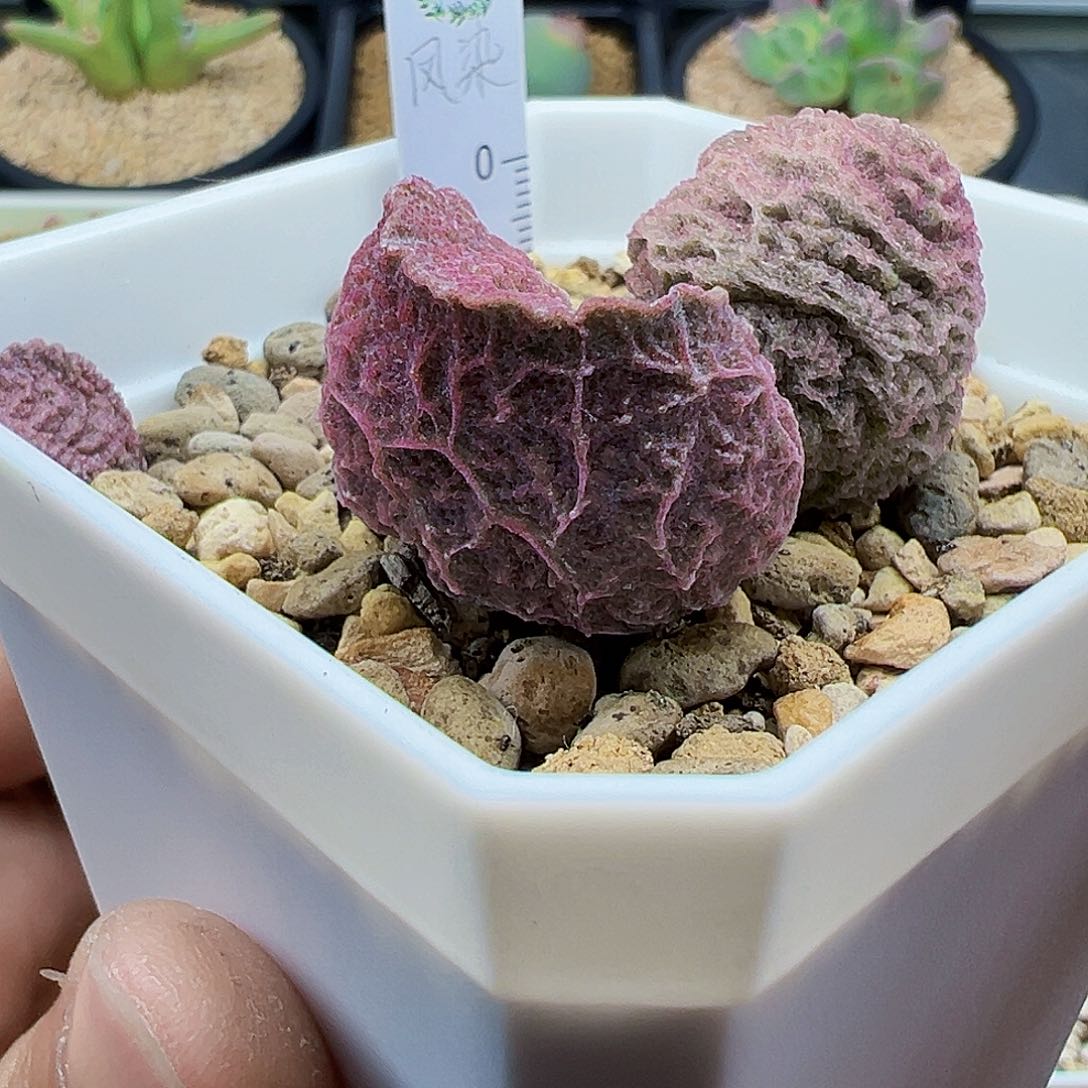 凤染 出一片小叶子 出根