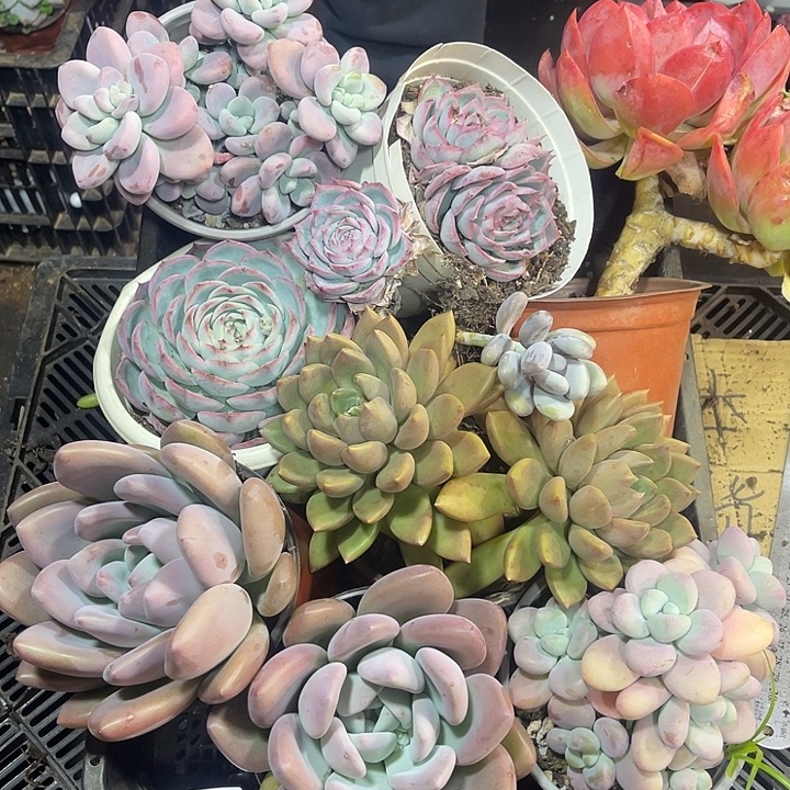 3696，整筐拍，微瑕，介意慎拍