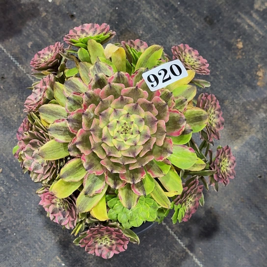 用****7920粉黛嫩桩多肉植物