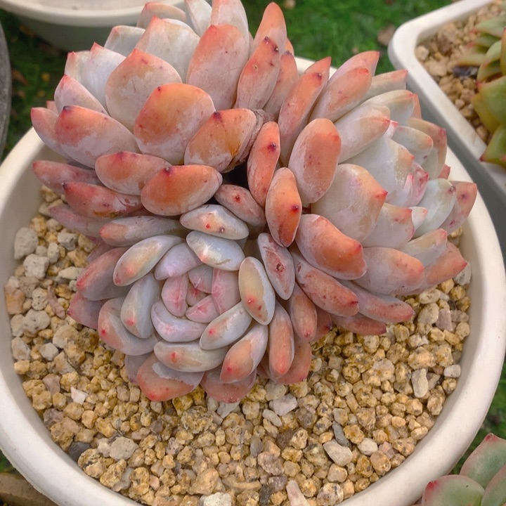 多肉乐园精品韩橙