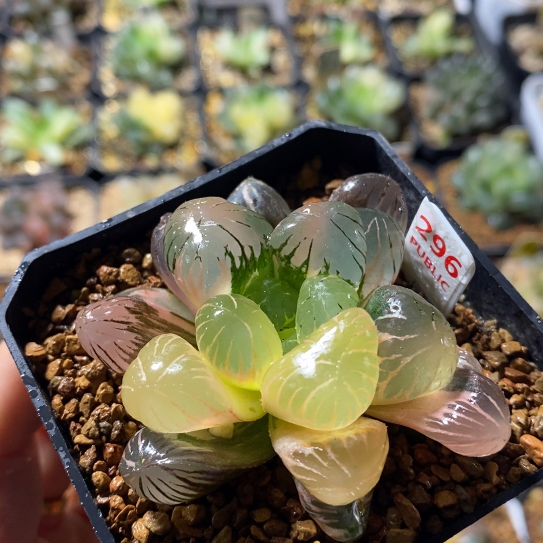 不开花植物296孔明灯