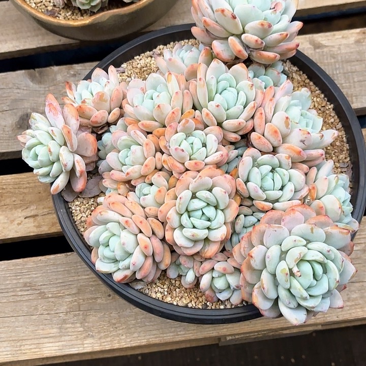 多肉植物，冷香一颗