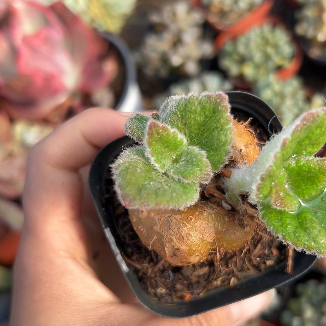 嘟嘟多中央音乐学院中文系