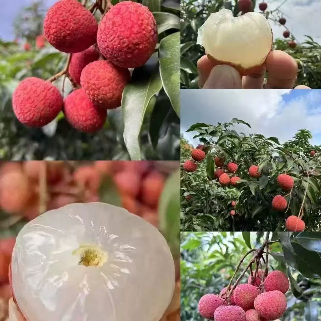 2025新鲜高州老树白糖罂荔枝广东茂名现摘大水果5斤当天采摘