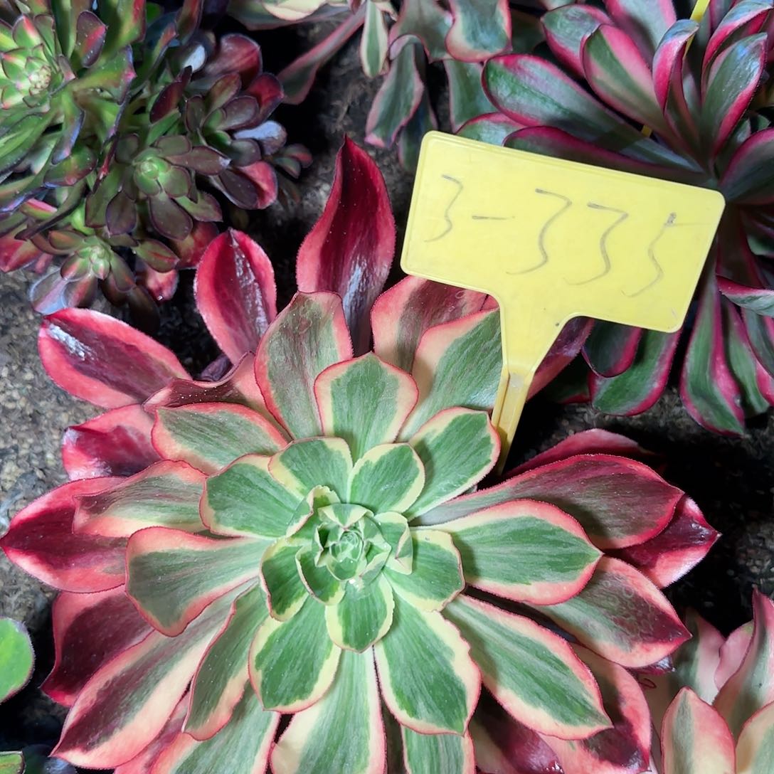 3-335+--多头多肉