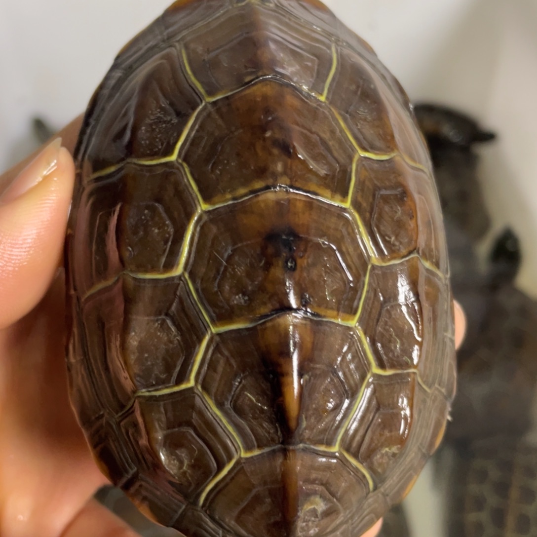 苏北金线冷水草龟