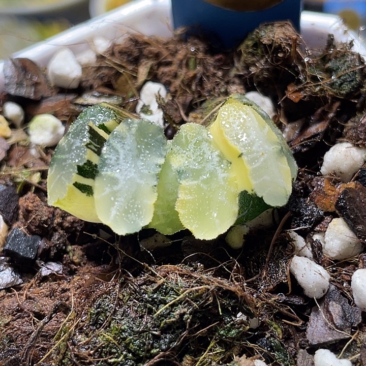587完美虞姬玉扇锦福利