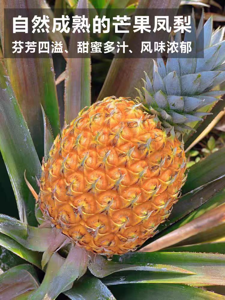【芒果凤梨】海南芒果凤梨台农23号香甜多汁现采现摘  顺丰