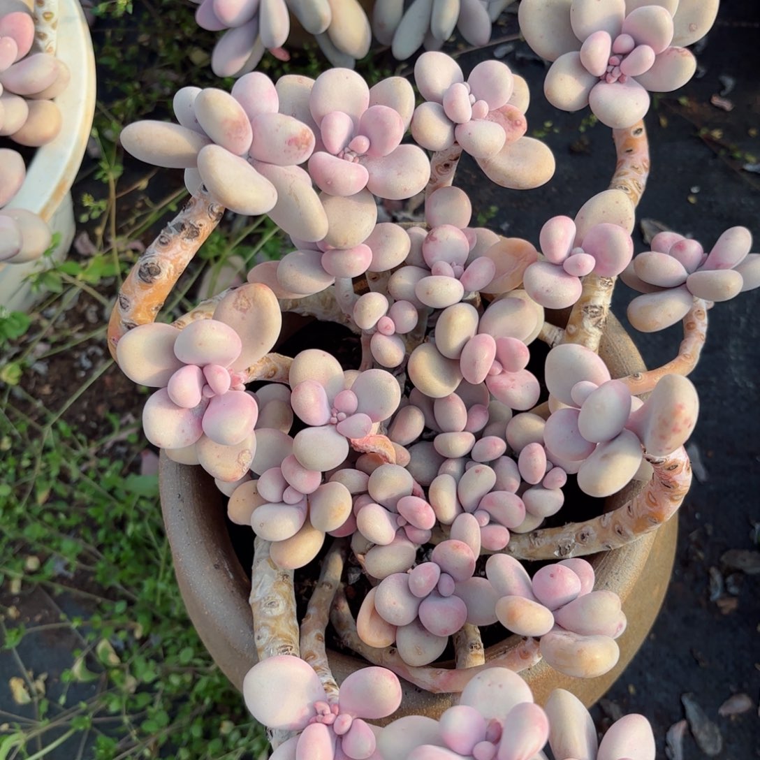 好***生桃蛋1-57。         