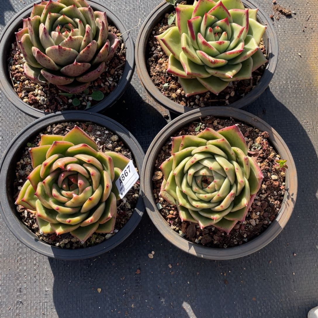 若如东云单拍A867