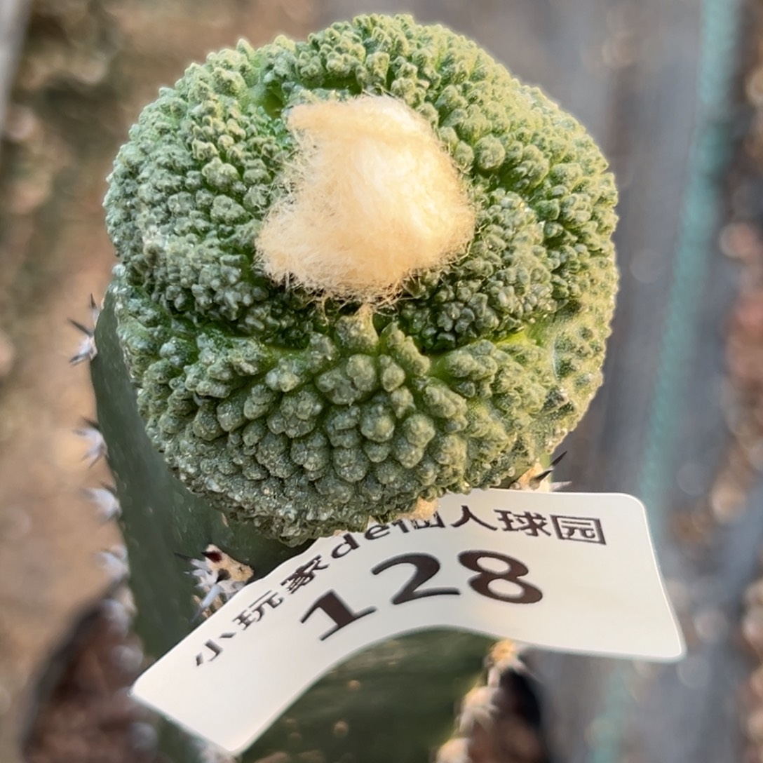 ￴***￴128 仙人球和小鸟的