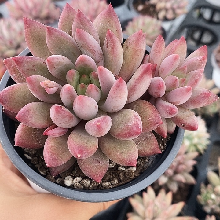 金鱼姬2345678888@i