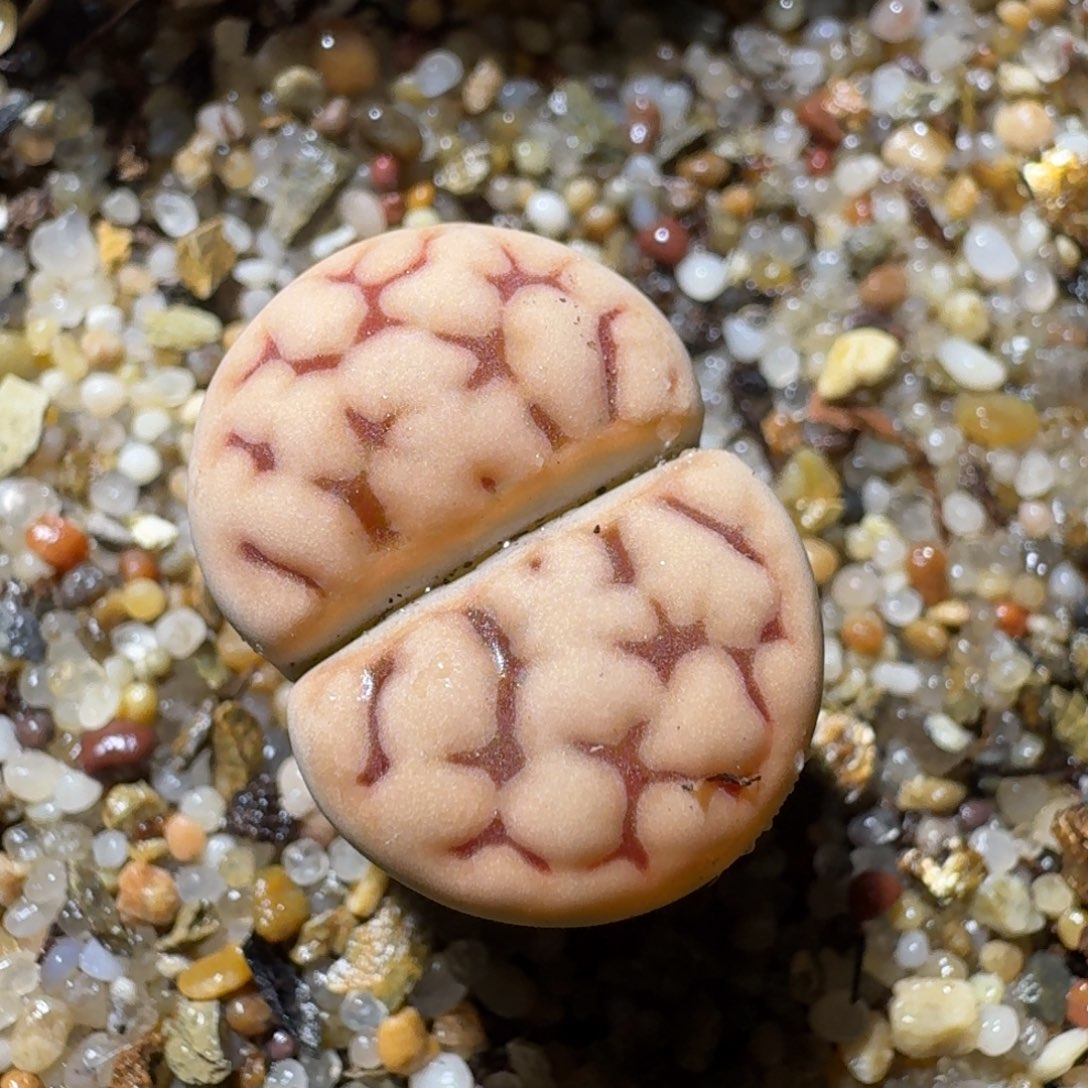 Sss精品生石花568