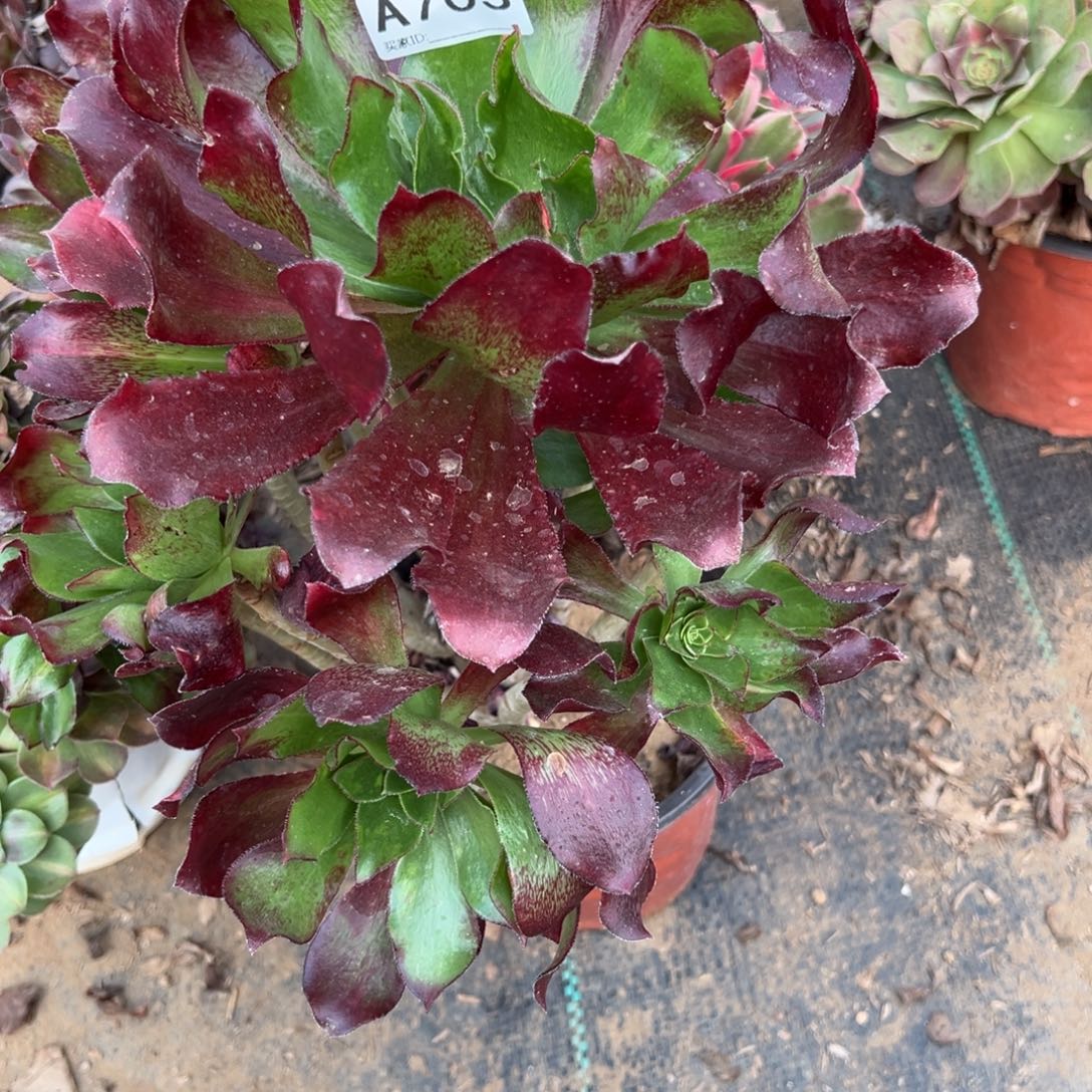 恋***生703魅影七彩多肉植物法师