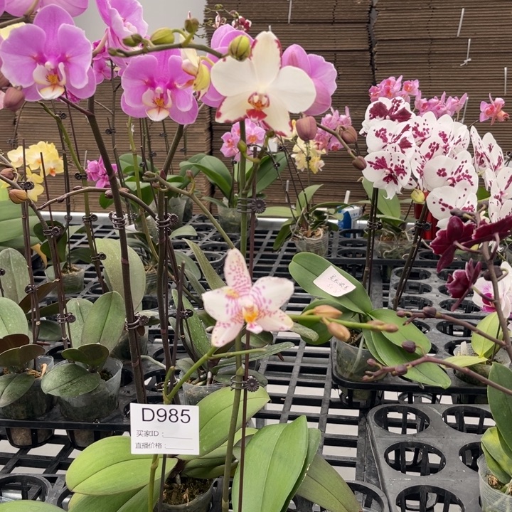 少量花朵（建议范围：2朵-5朵 或40%以下）