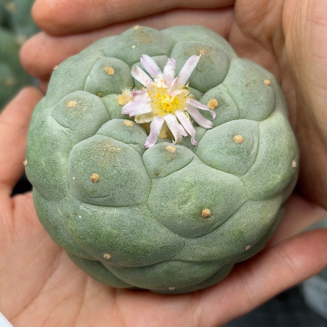 514 根点 仙人球 7cm+