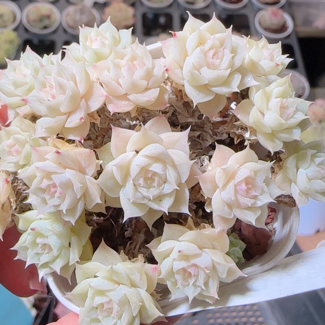 花语多肉1212-435散