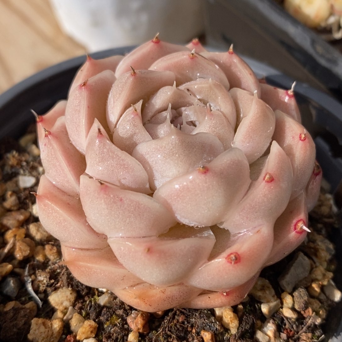 一物一拍多肉植物-水粉月影带冰边