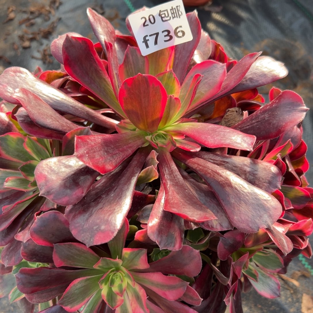 736凤冠，满20包邮嘟叮熊