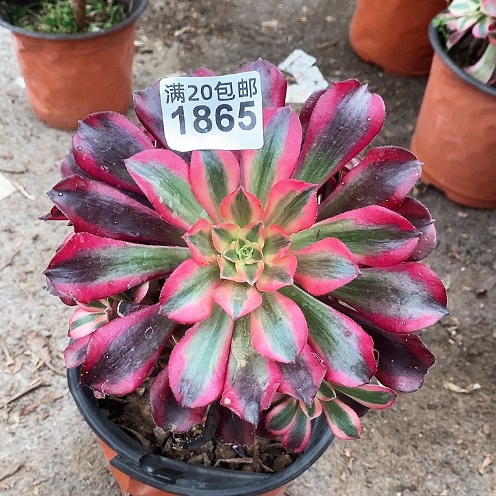 1865 一颗美杜莎法师