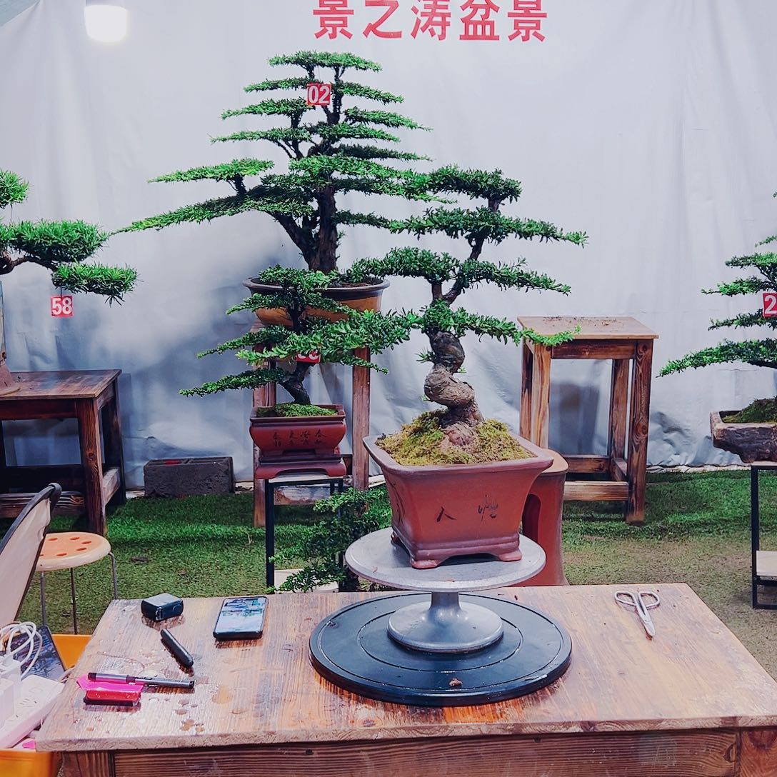 无花朵红芽珍珠罗汉松