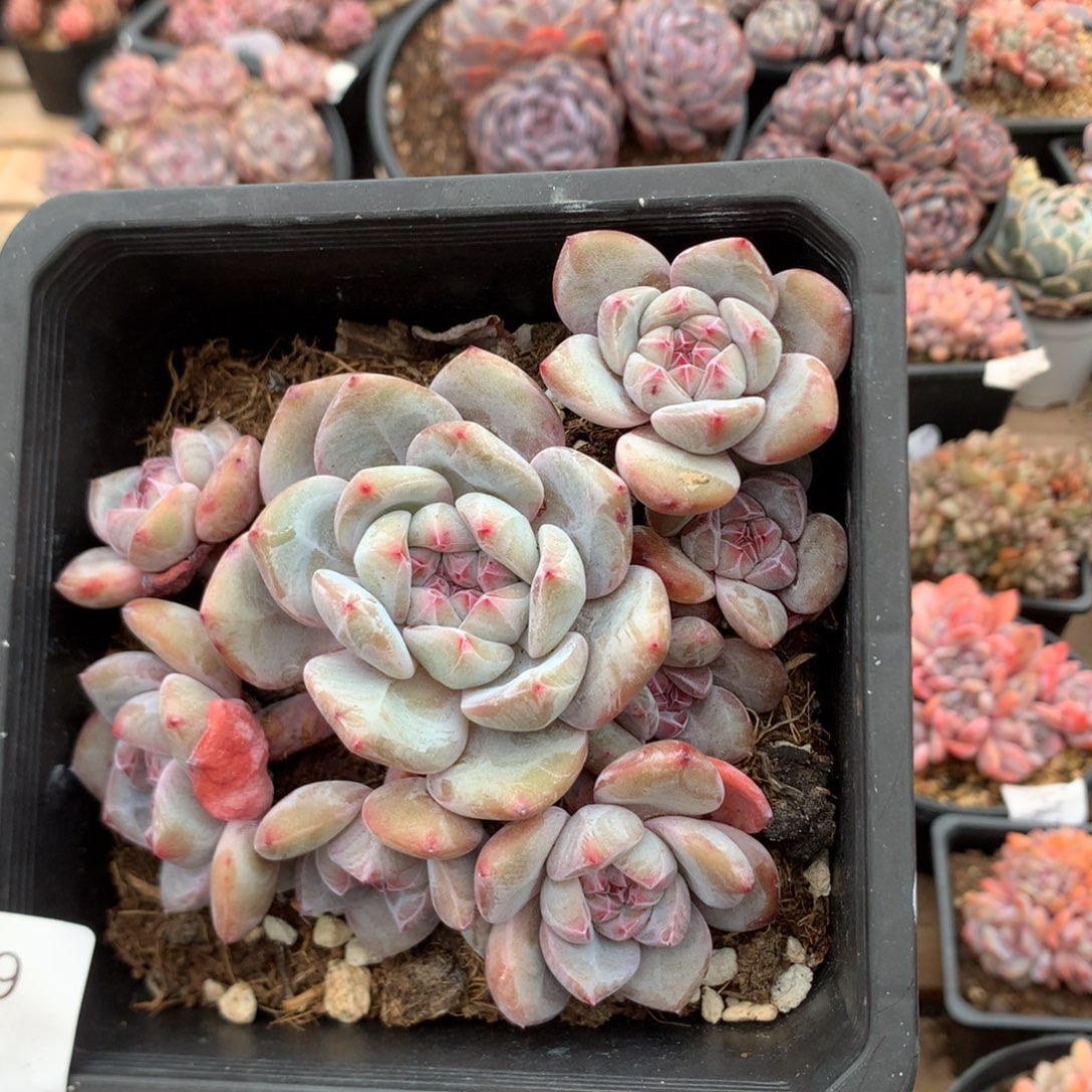 13.5厘米八头突尼斯 无砍 5969