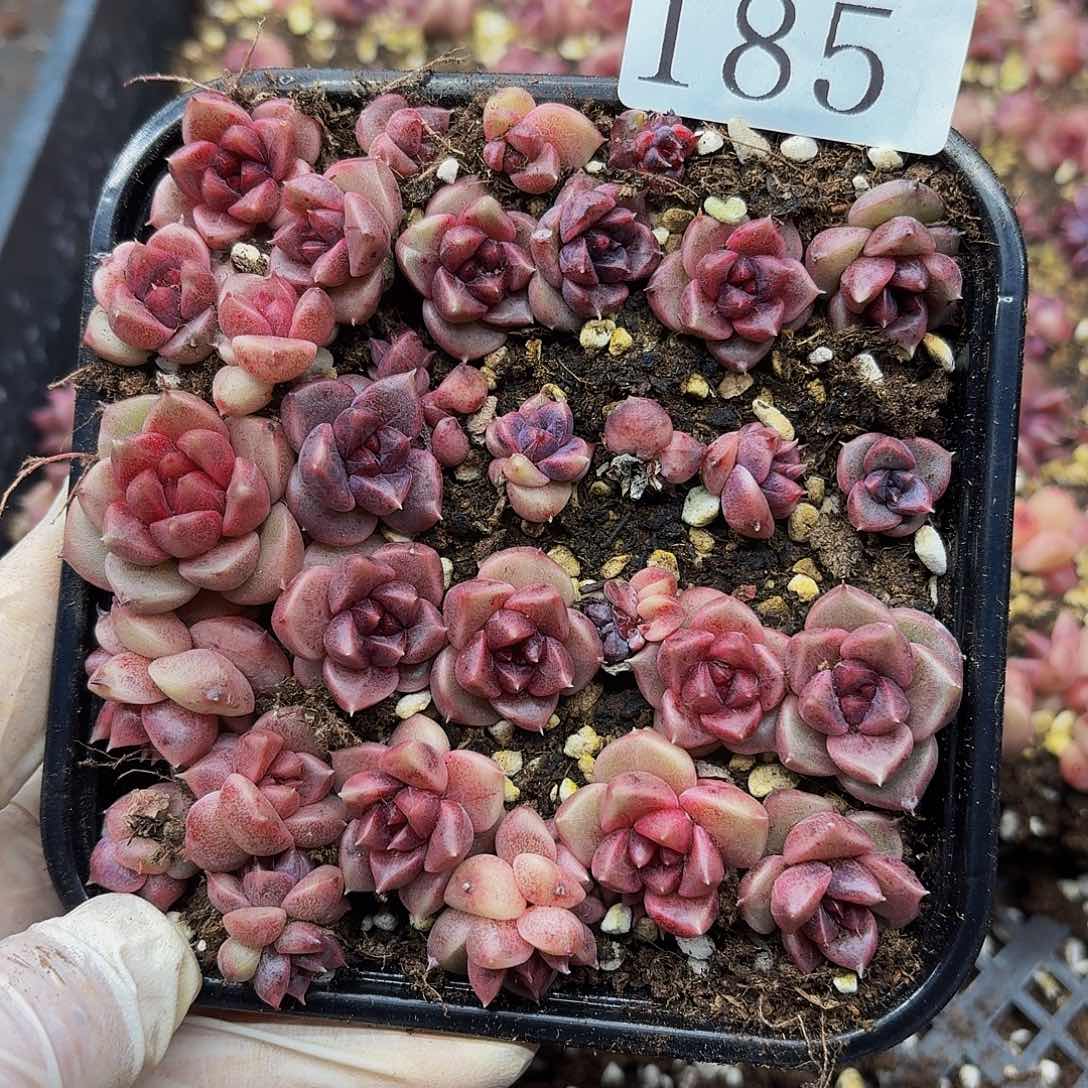 多肉植物多肉植物185