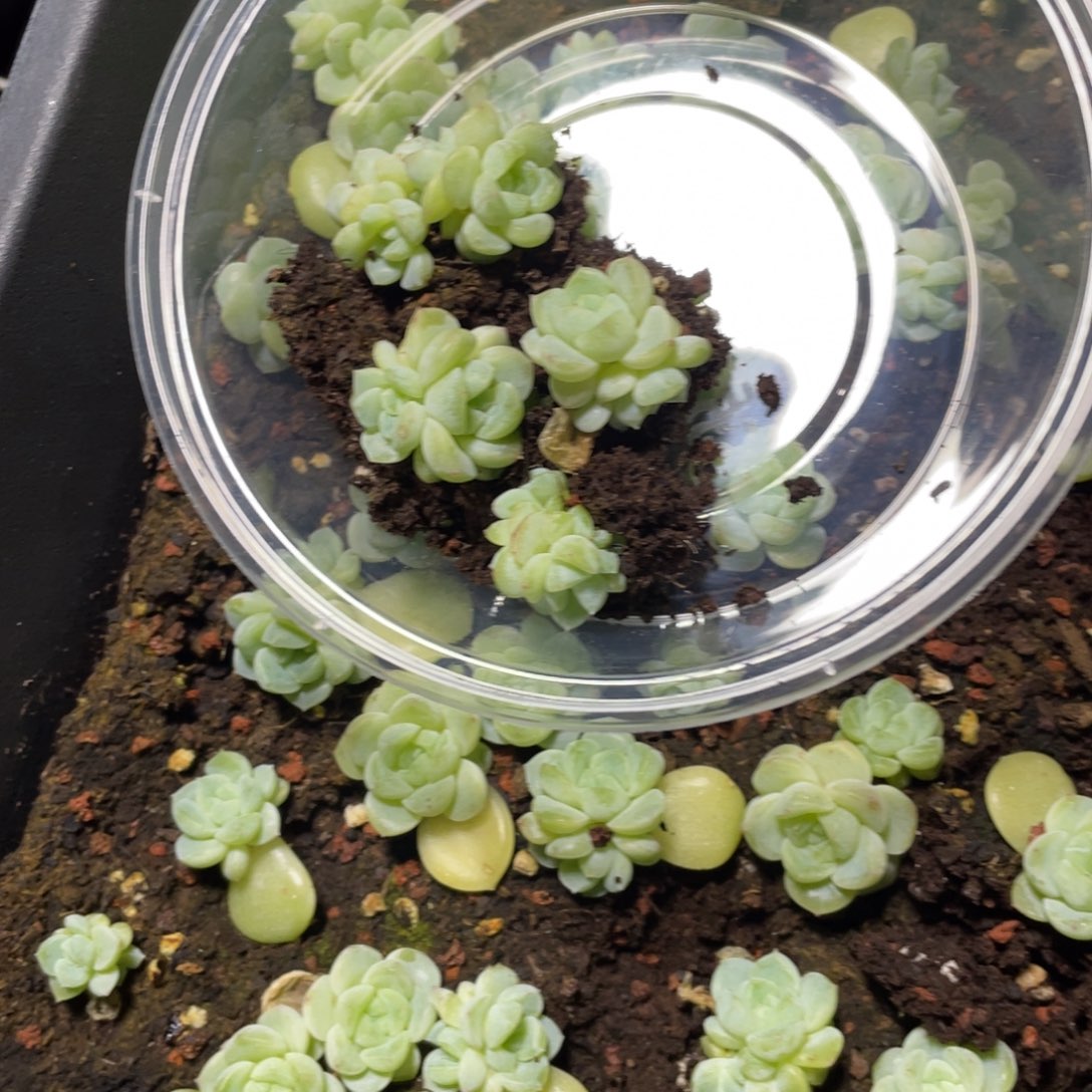 l***h甜言一物一拍240…