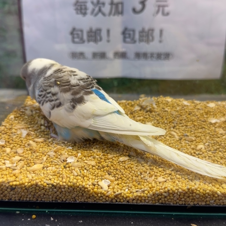 虎皮鹦鹉大头虎皮鹦鹉
