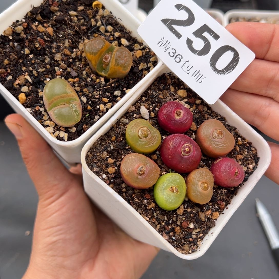 1.22好看的多肉250