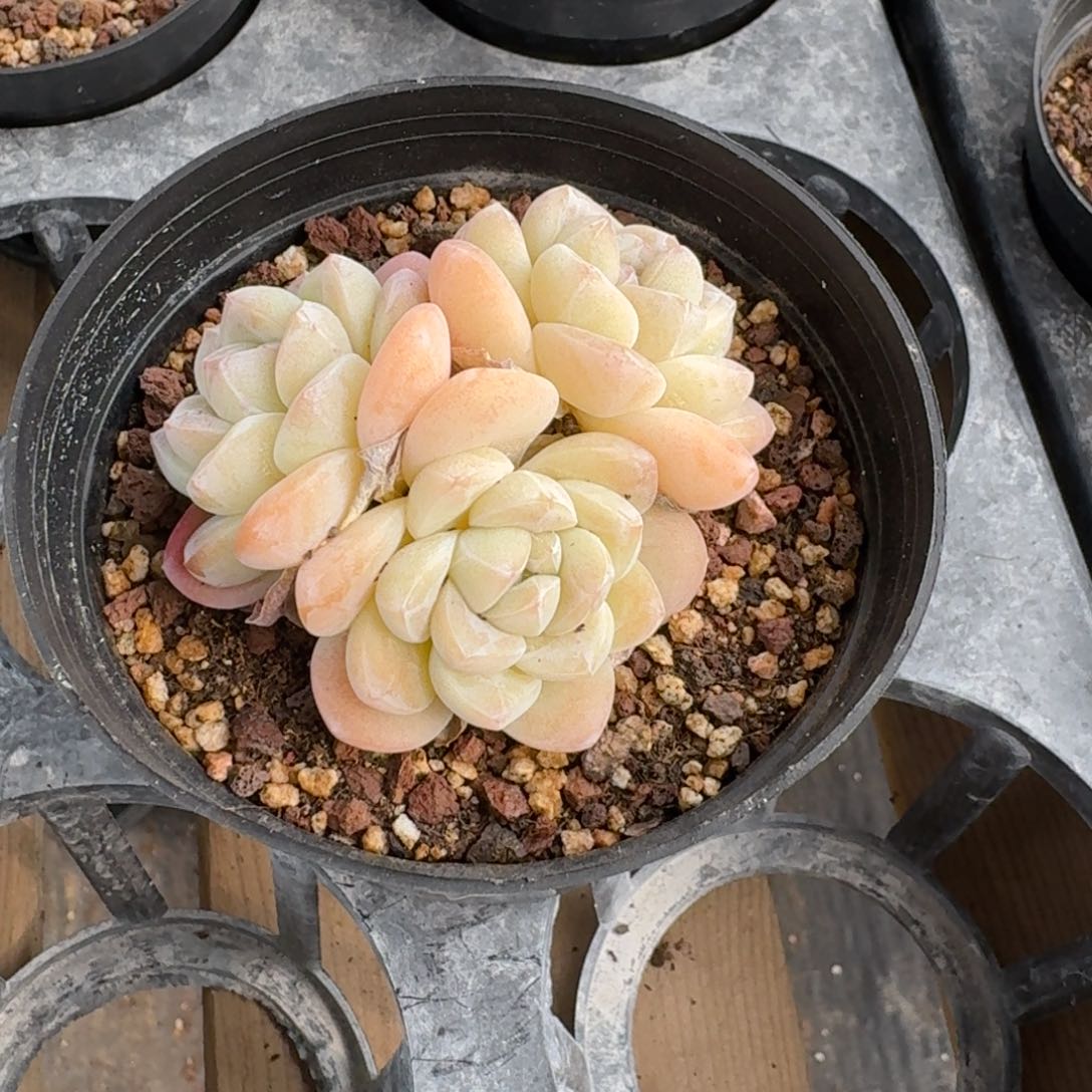 29 号到手1颗，江北多肉