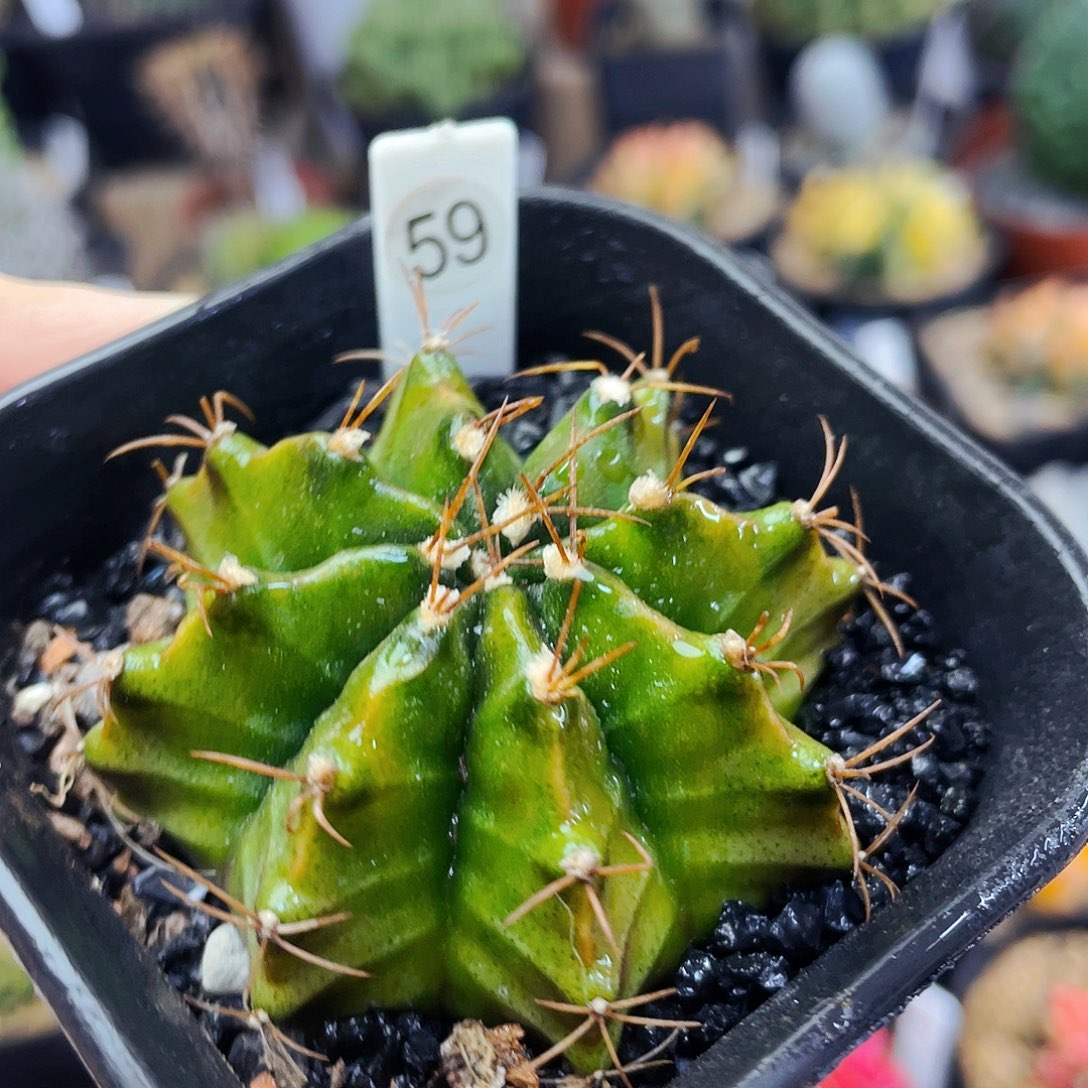 非偏远地区满25包邮仙人球