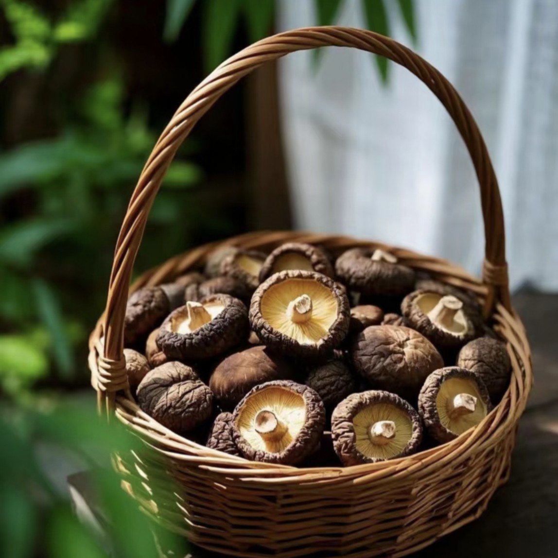 阿邦山货//2号香菇