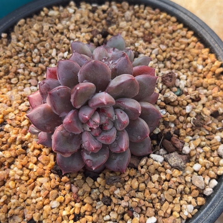 樱花 群生 夏鸣园艺