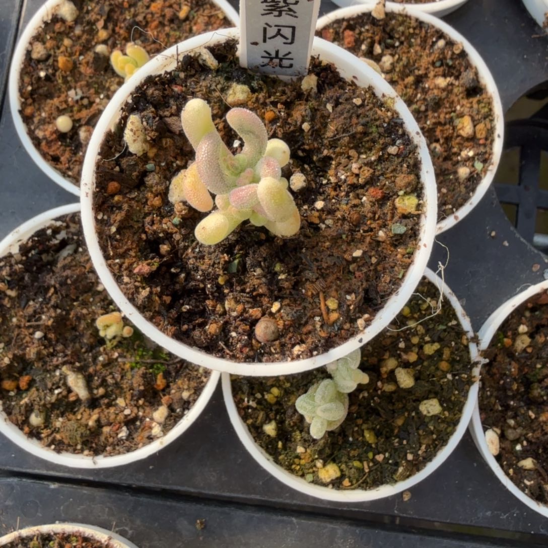 棒***）紫闪光枝干一物一拍