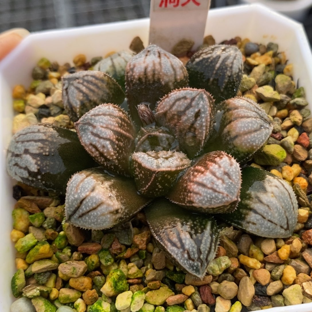 493江南雪一物一拍