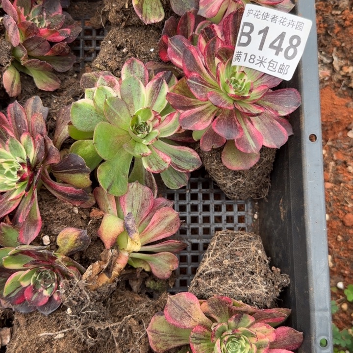 多肉法师淘宝福利