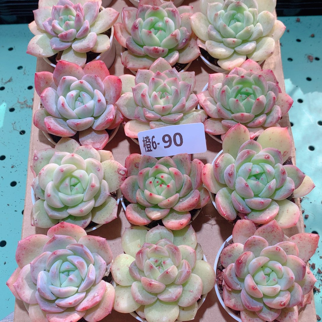 6-90一物一拍多肉带盆18颗