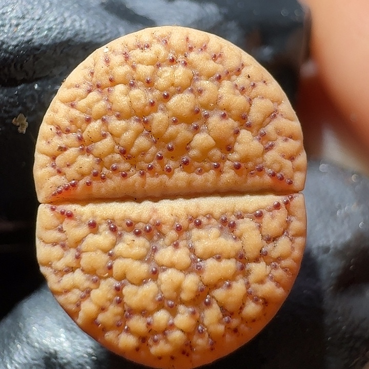 生石花11111。 粉体雪珠。  330