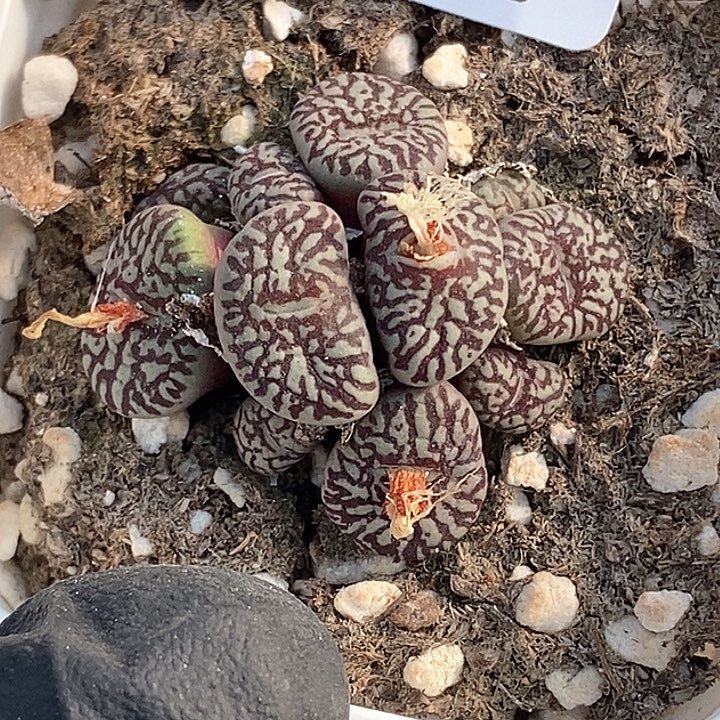 桃喜花园0203-5超墨福利